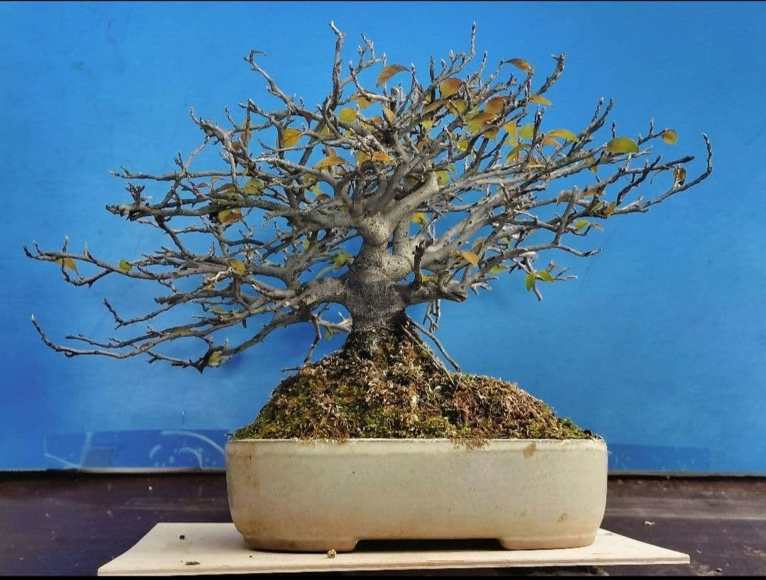 ✿Thaosiuu✿ 老爺柿 雌木 ロウヤガキ 盆栽 小葉性 (P)(Q)