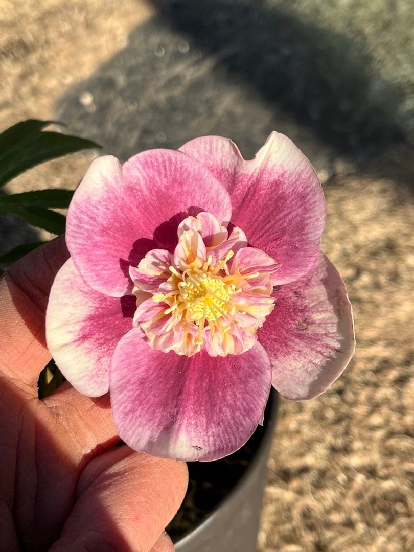 クリスマスローズ　認定タグ付き　ソレイユ　sd