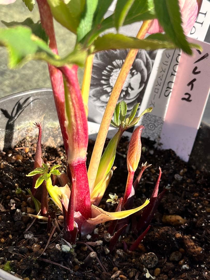 クリスマスローズ　認定タグ付き　ソレイユ　sd