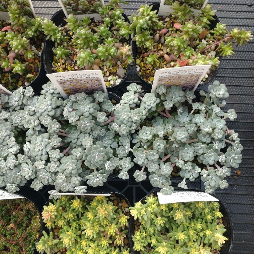 苺みるくさん専用