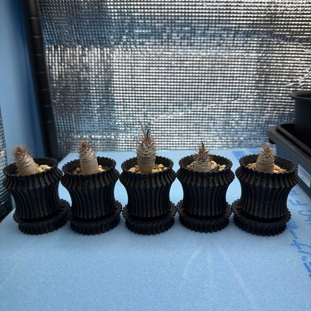 グラキリス　実生17 5株セット