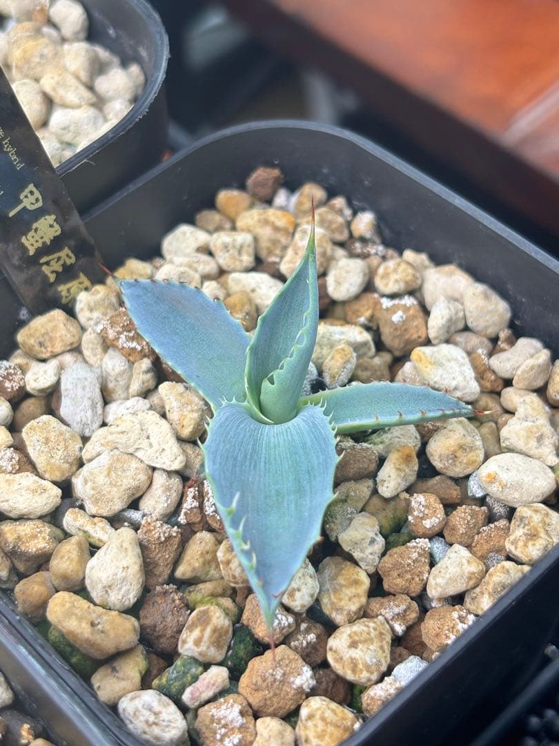 アガベ 甲蟹屈原 子株 発根済 特白 青葉 陽炎 狂刺 ハイブリッド ②