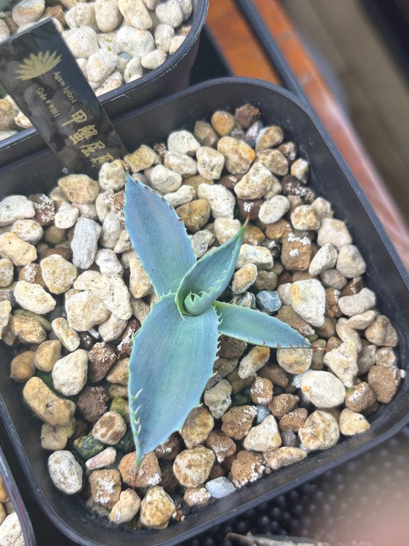 アガベ 甲蟹屈原 子株 発根済 特白 青葉 陽炎 狂刺 ハイブリッド ②