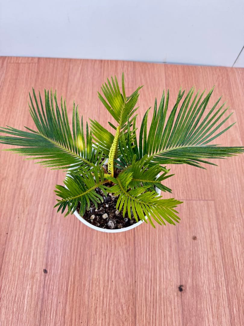 斑入り　ソテツ　蘇轍　12