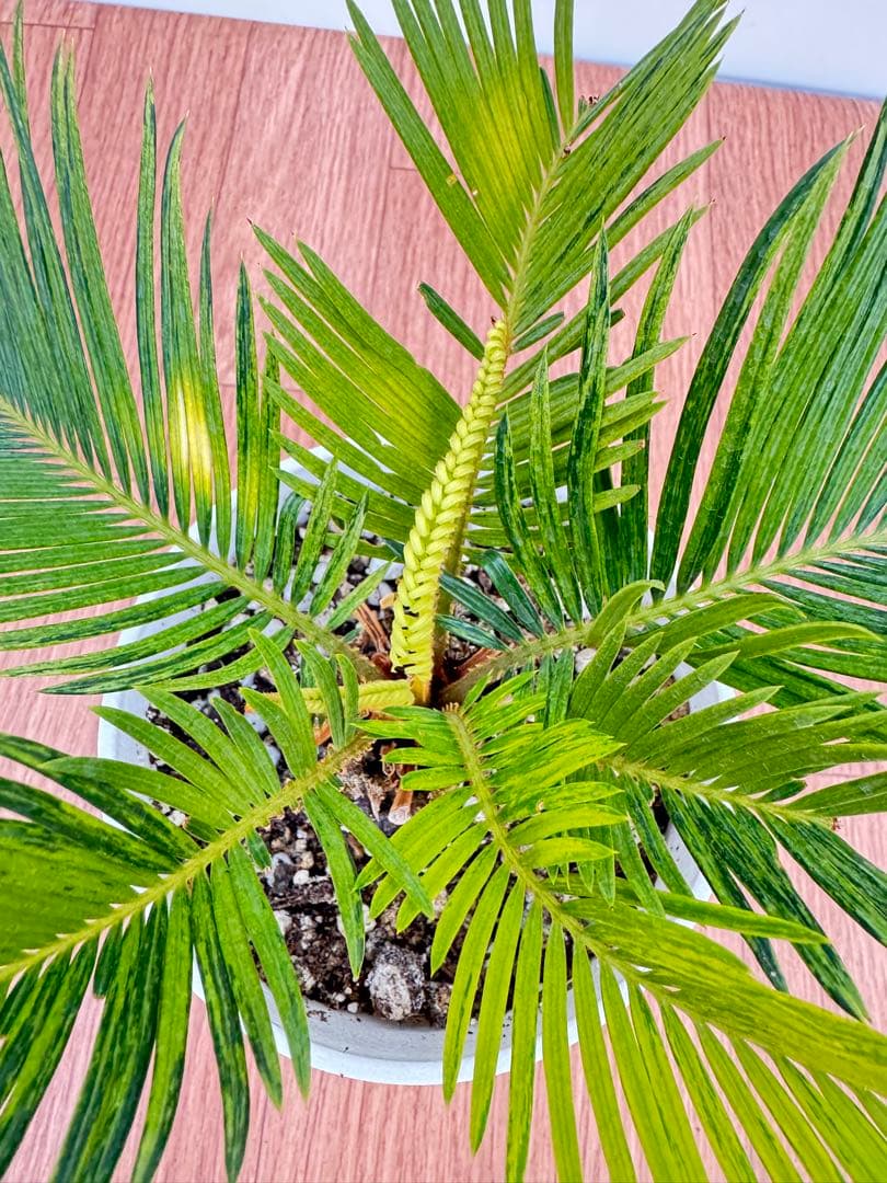 斑入り　ソテツ　蘇轍　12