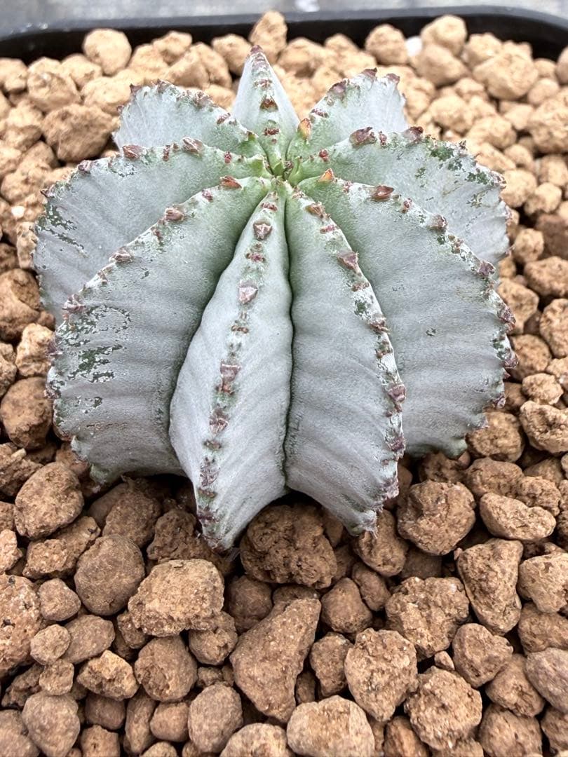 特白白衣ホリダ　ユーフォルビア　バリダ　オベサ