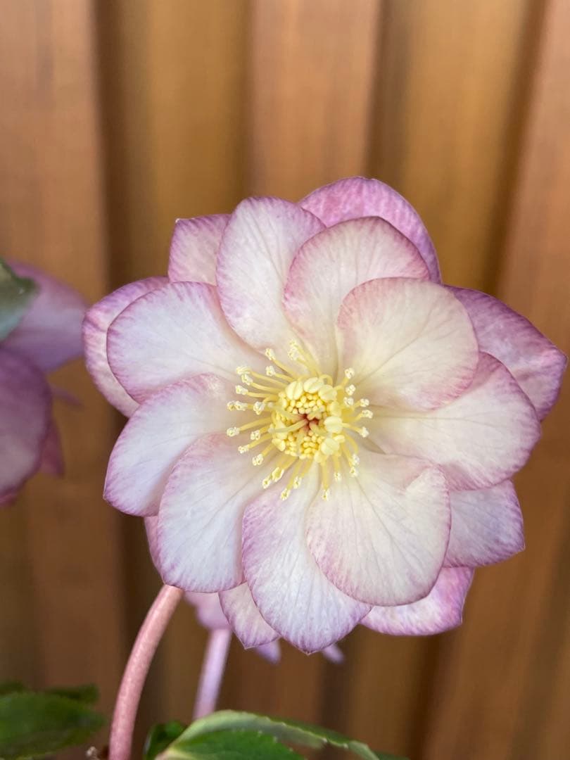 【花苗】加藤農園　クリスマスローズ