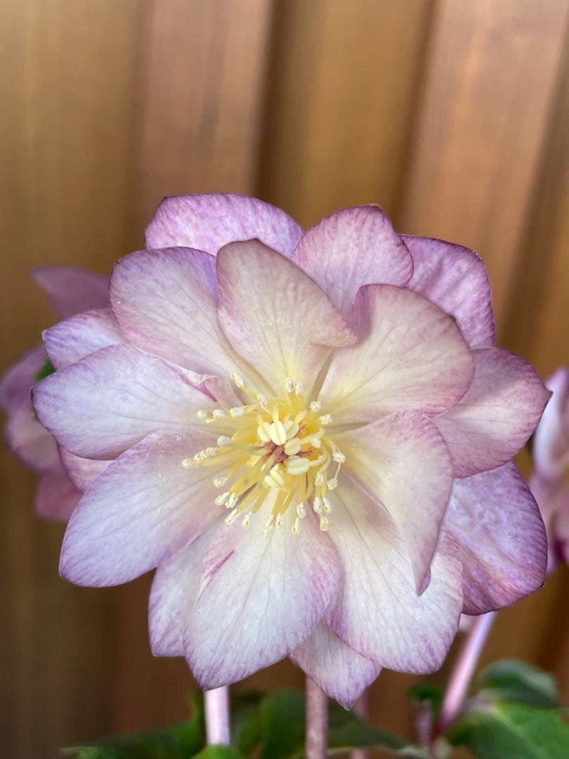 【花苗】加藤農園　クリスマスローズ