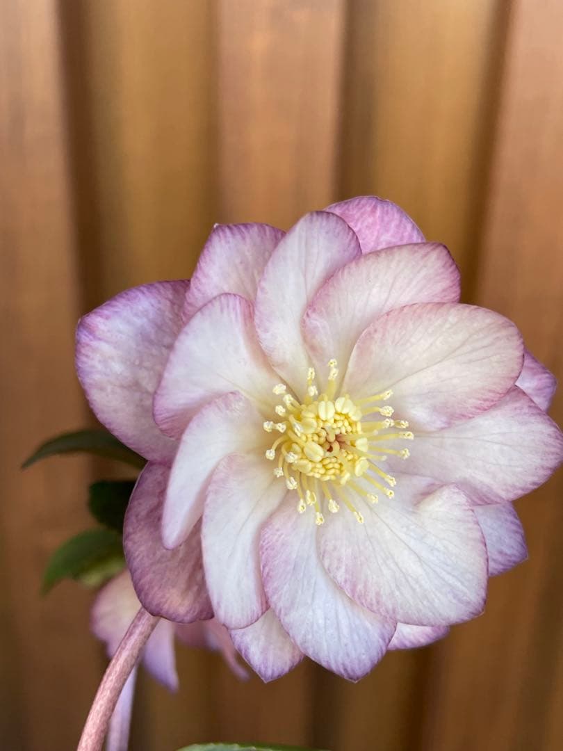 【花苗】加藤農園　クリスマスローズ