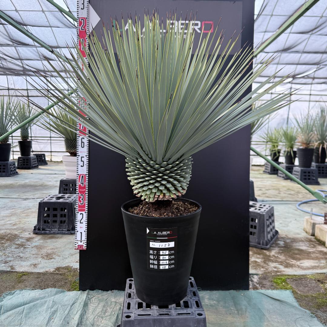 【AL1158】ユッカ　ロストラータ 強シルバーブルー　超美形　感動個体