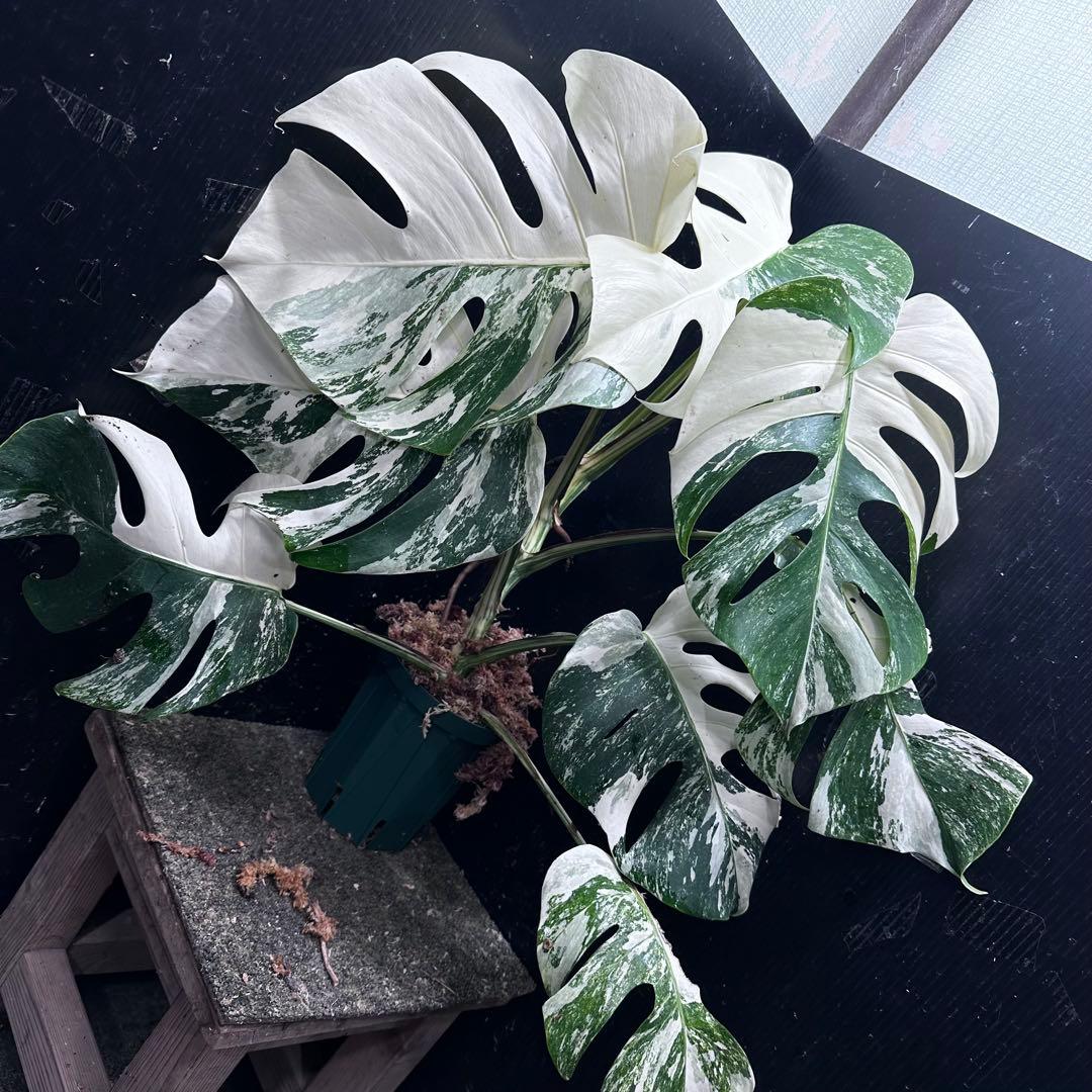 ひ*★様 斑入りモンステラ ホワイトタイガー極美大株52cm白斑多