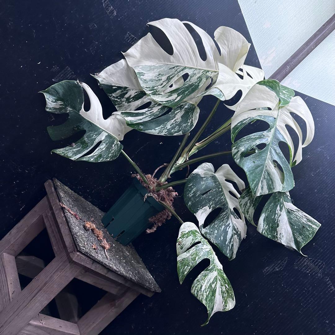 ひ*★様 斑入りモンステラ ホワイトタイガー極美大株52cm白斑多