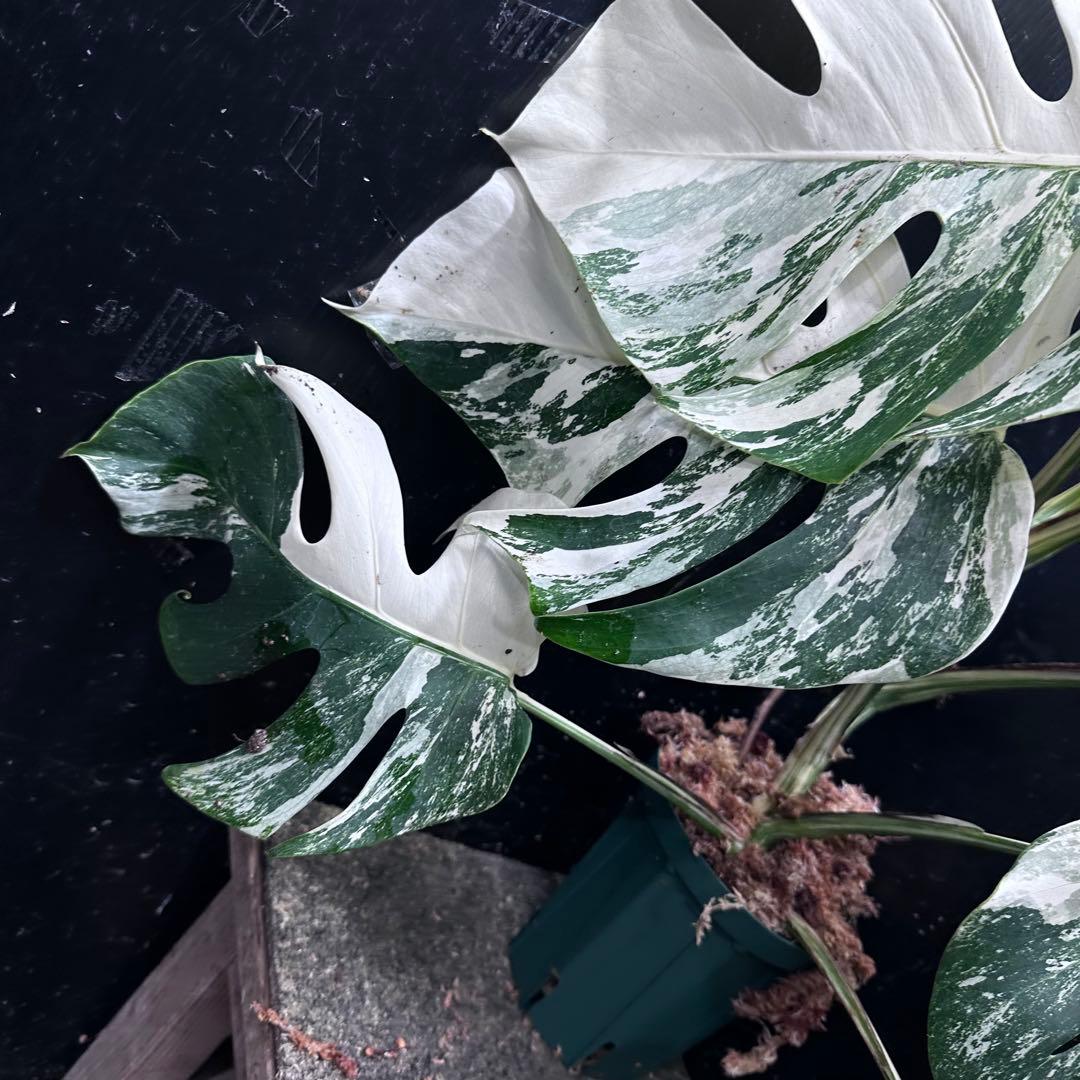 ひ*★様 斑入りモンステラ ホワイトタイガー極美大株52cm白斑多