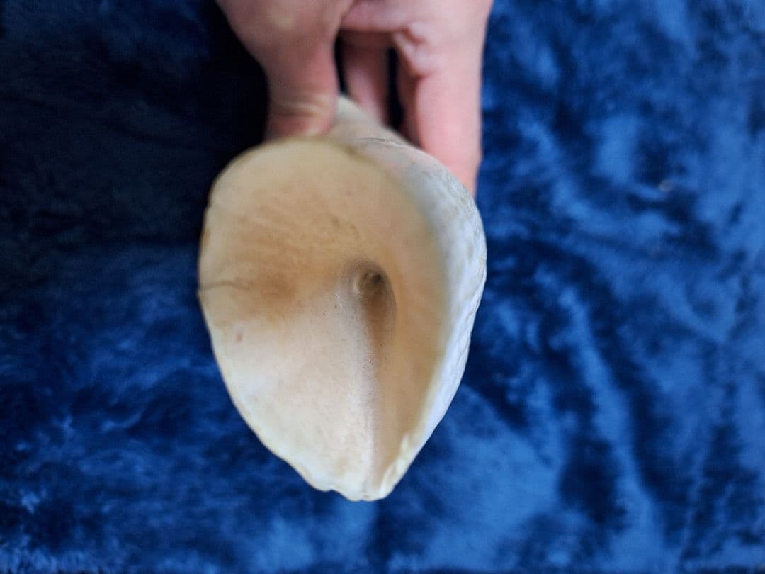 マッコウクジラの歯　393g