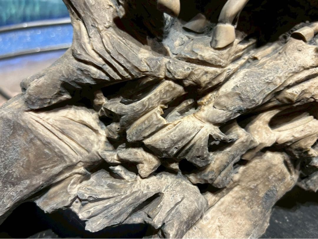 九頭馬 うまくいく 馬 置物 縁起物 風水 難あり インテリア