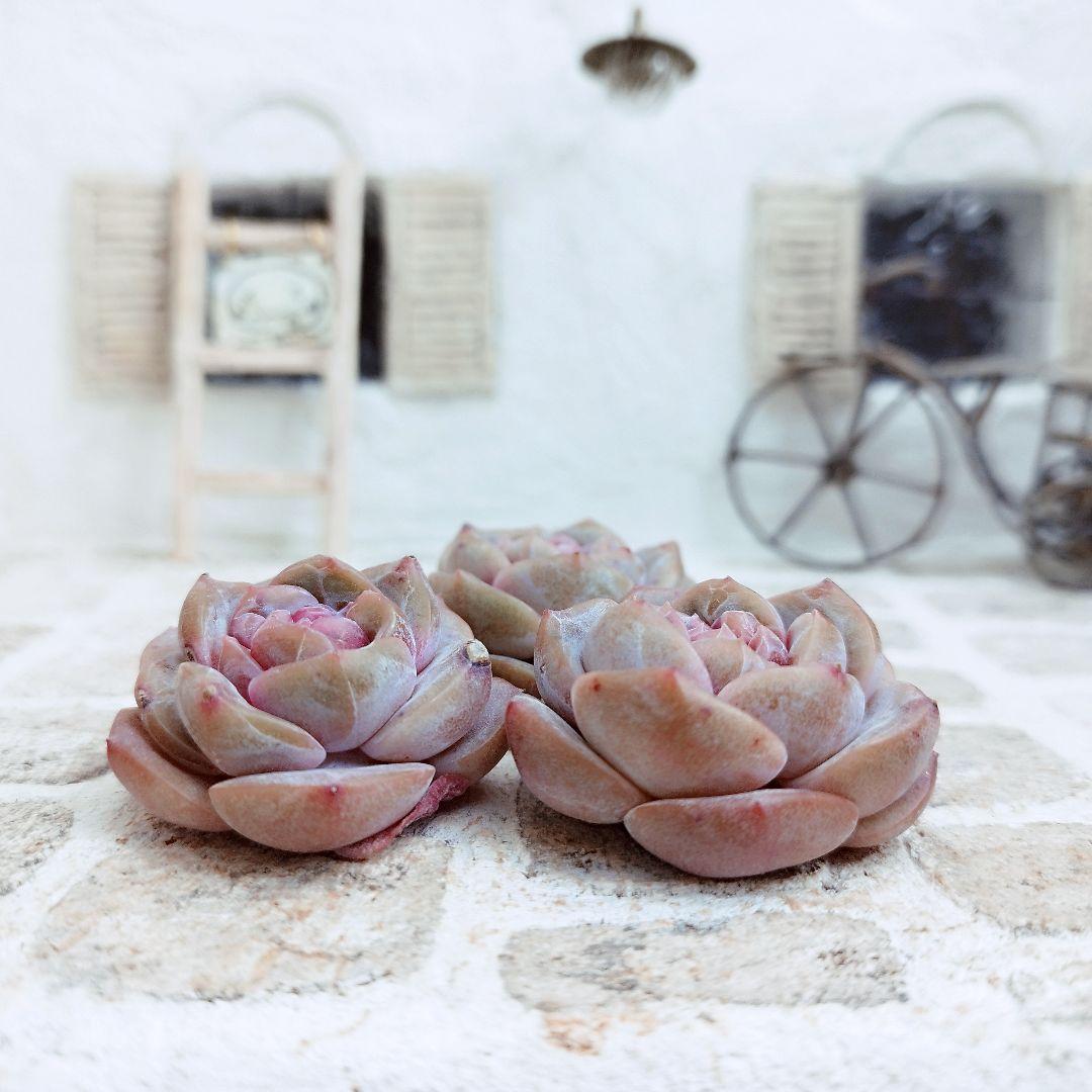 スイートハート◎多肉植物 カット苗 輸入苗 エケベリア等