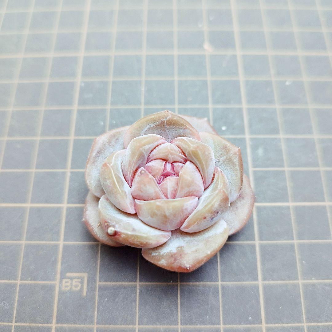 スイートハート◎多肉植物 カット苗 輸入苗 エケベリア等