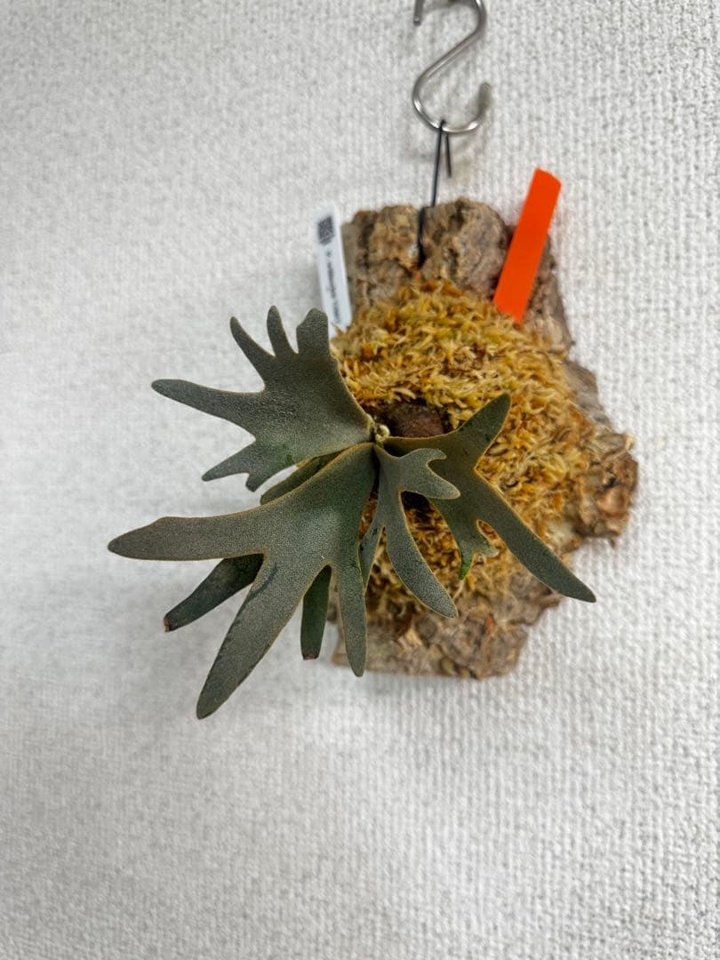 P. willinckii 'OMG'spore コルク　ビカクシダ　橙