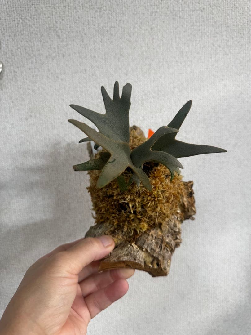 P. willinckii 'OMG'spore コルク　ビカクシダ　橙