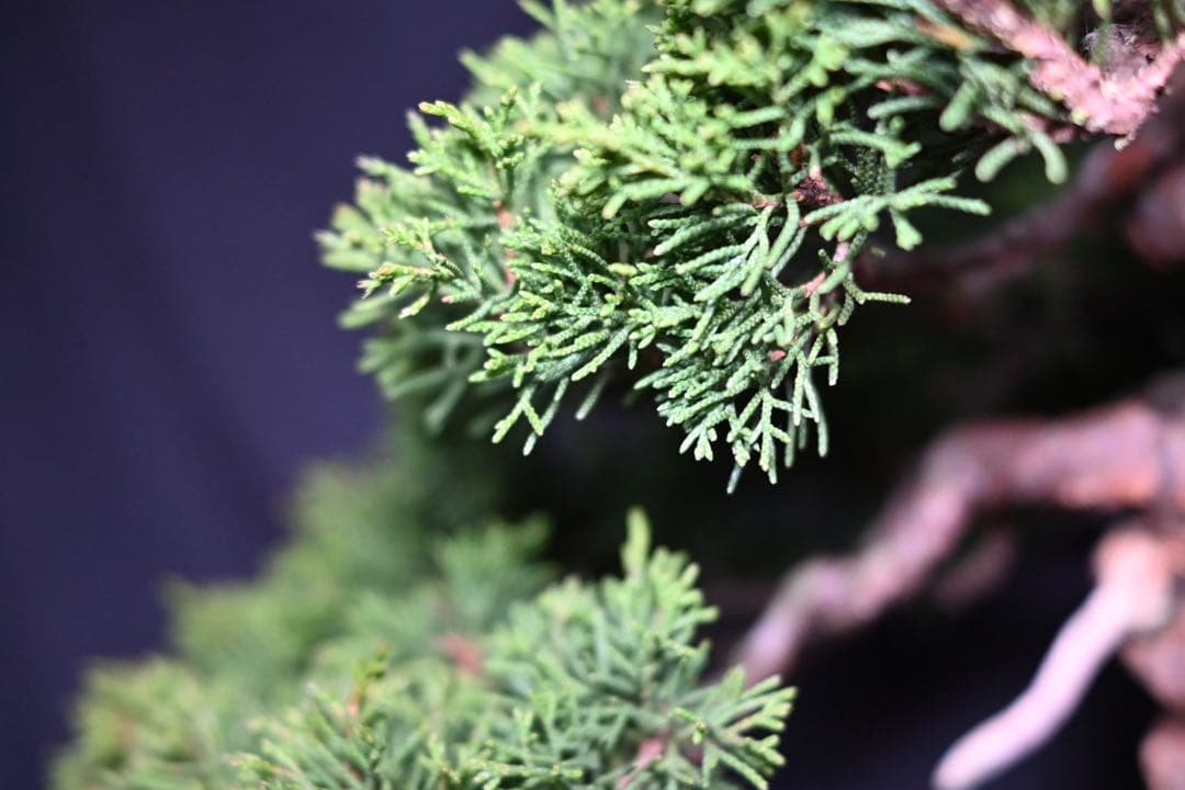 武*典様 糸魚川真柏　盆栽