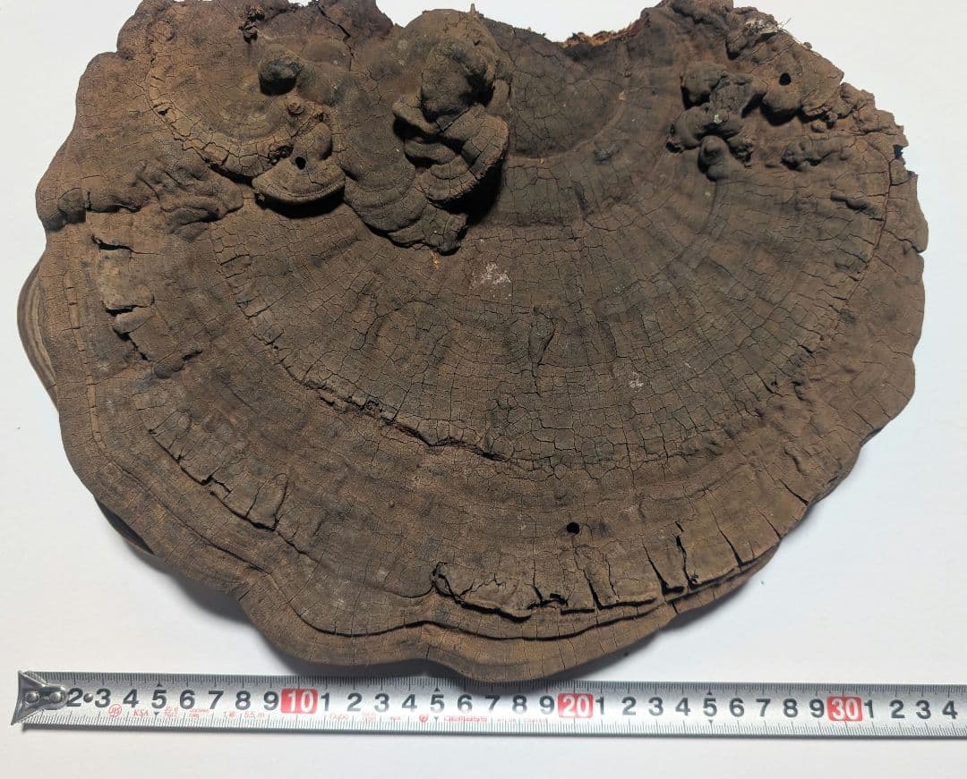 サルノコシカケ（キノコ類）