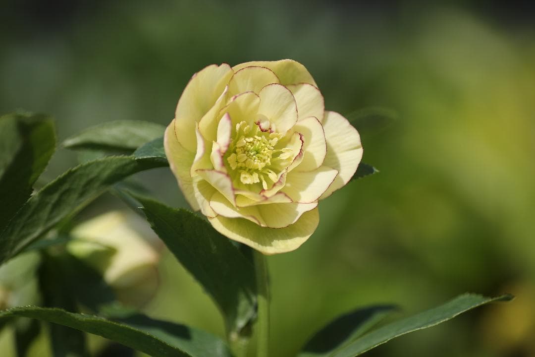 クリスマスローズ 開花実績株 DDイエローピコティ