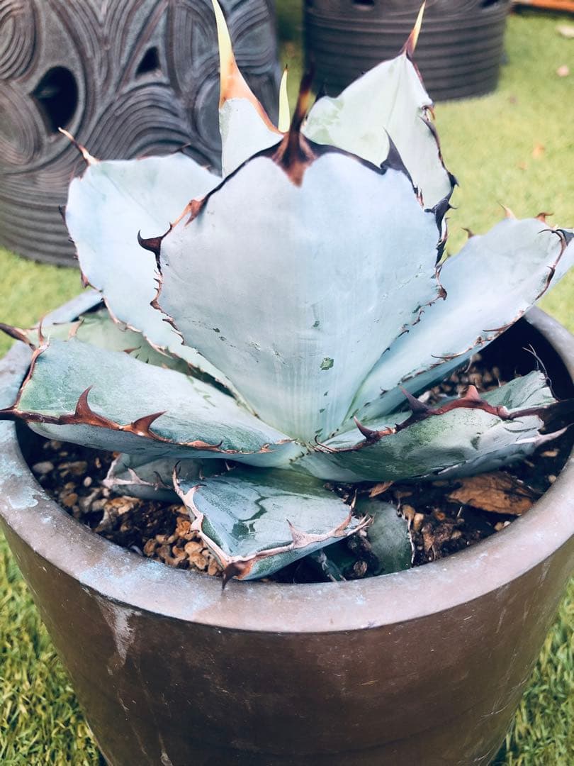 アガベ チタノタ HOWAITOAIsU