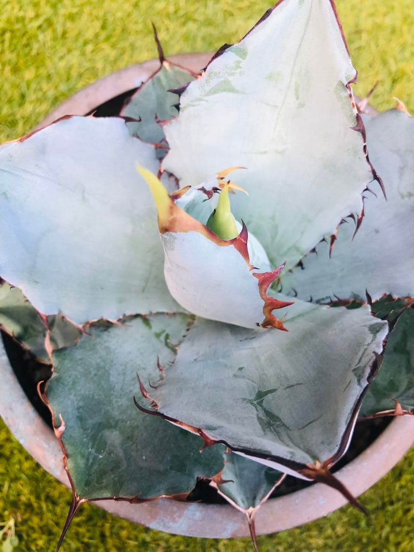 アガベ チタノタ HOWAITOAIsU