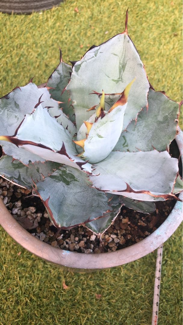 アガベ チタノタ HOWAITOAIsU