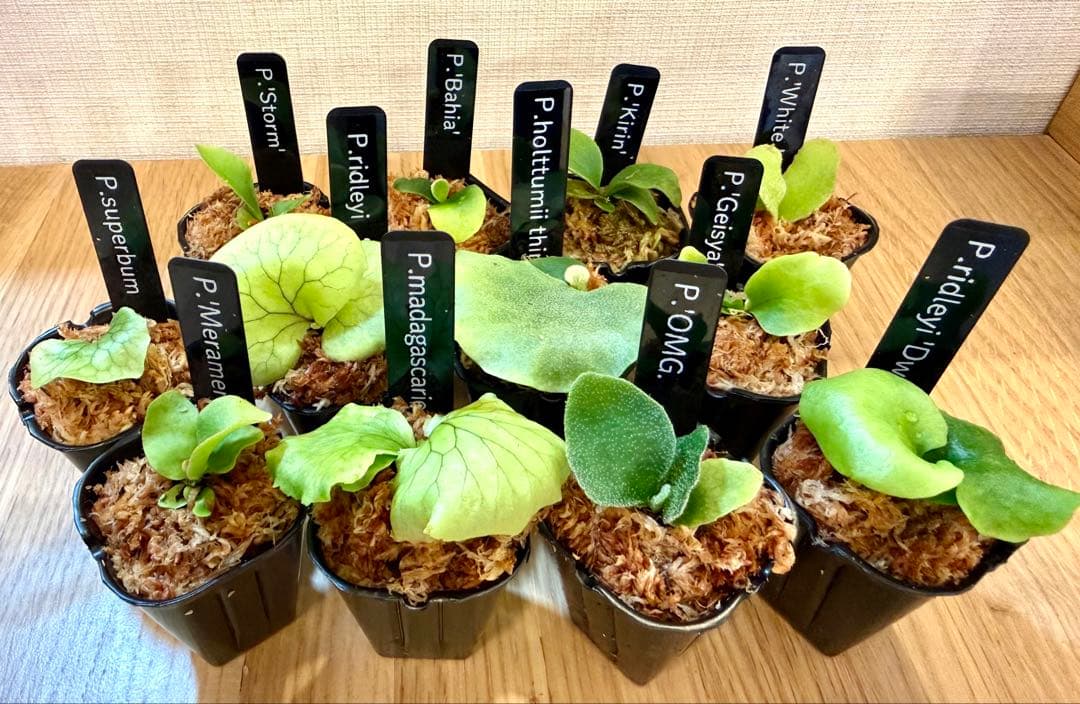 ビカクシダ　セット　OMG　マダガスカリエンセ　リドレイドワーフなど