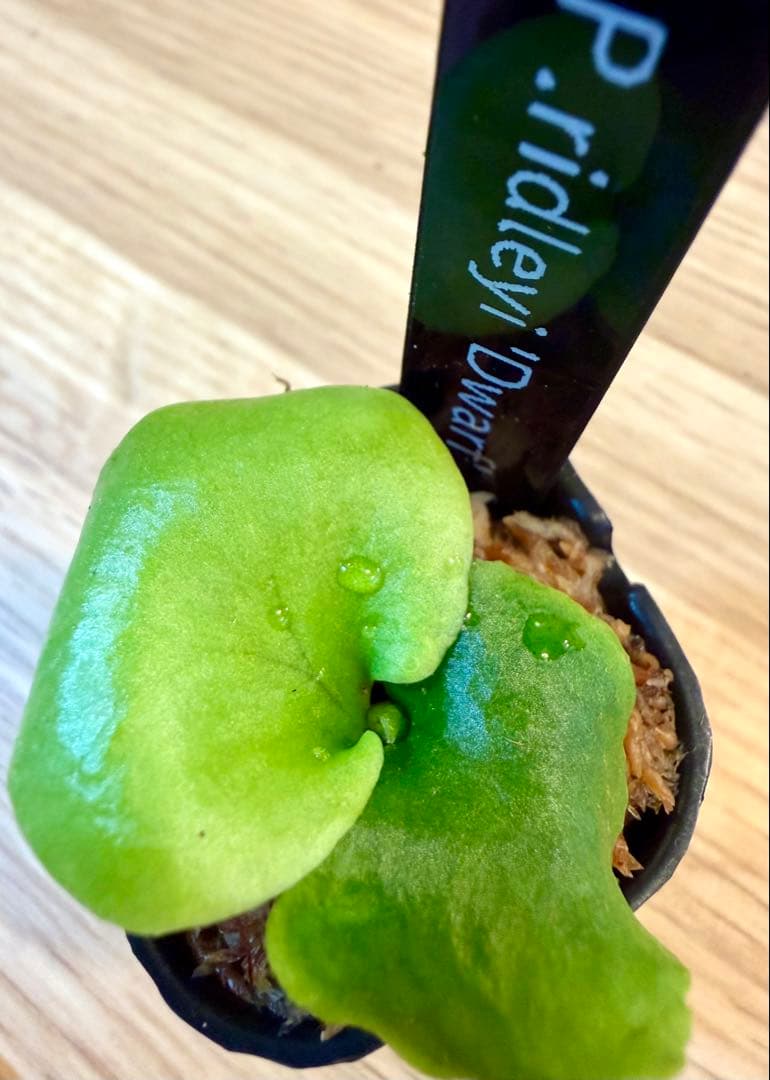 ビカクシダ　セット　OMG　マダガスカリエンセ　リドレイドワーフなど