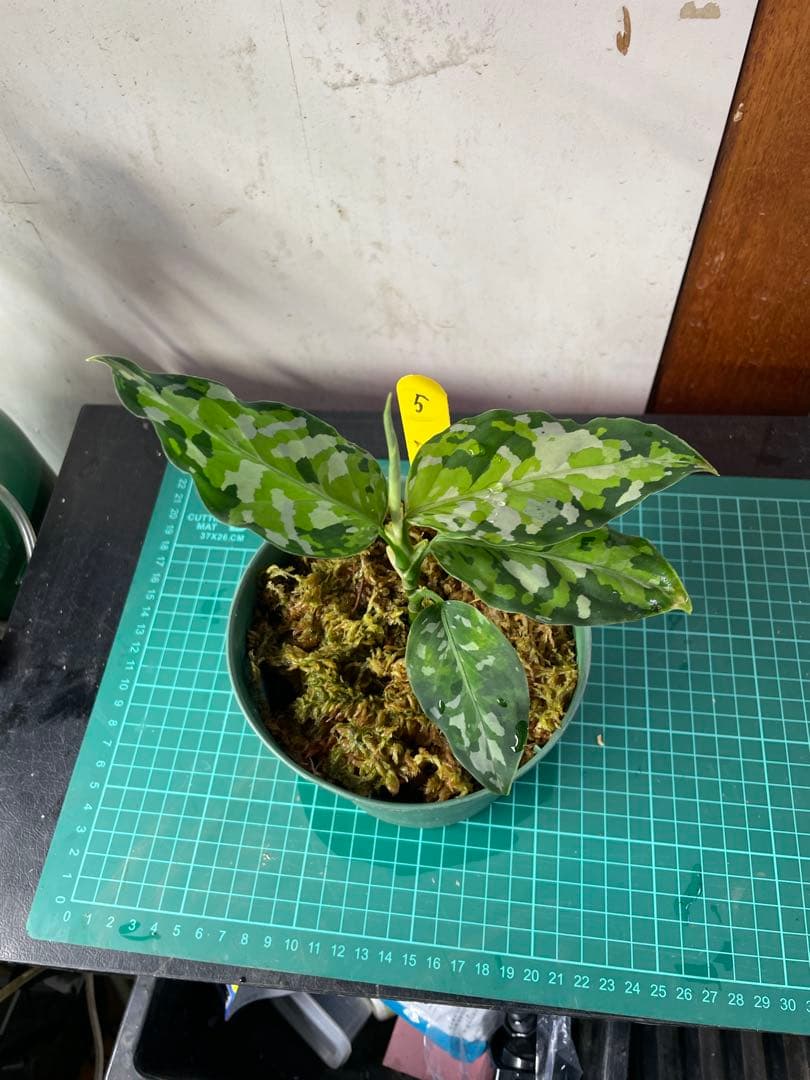 ☆ アグラオネマ アンダマン諸島 ポートブレア 北部地域　出射便 　黄5 ☆