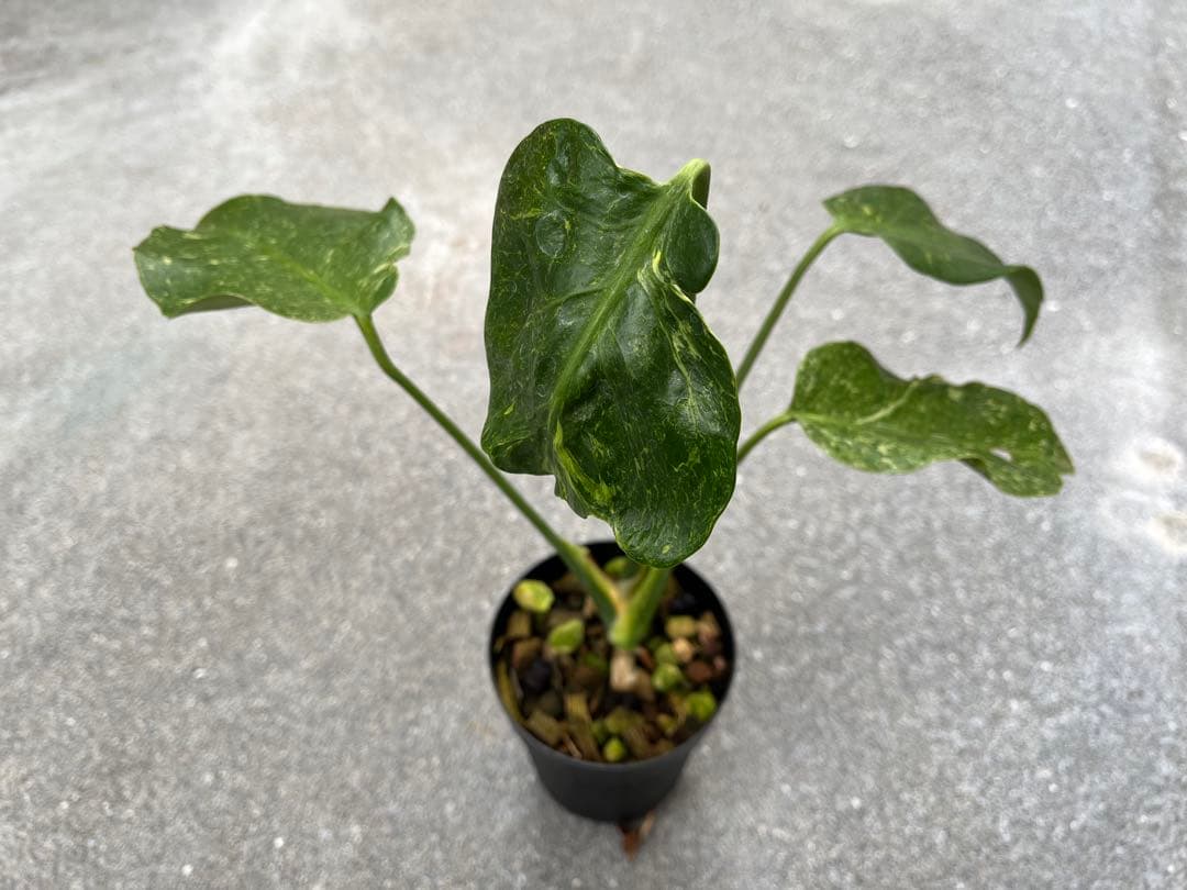 モンステラ デリシオーサ ミューテーション 奇形 検索 サンダーボルト