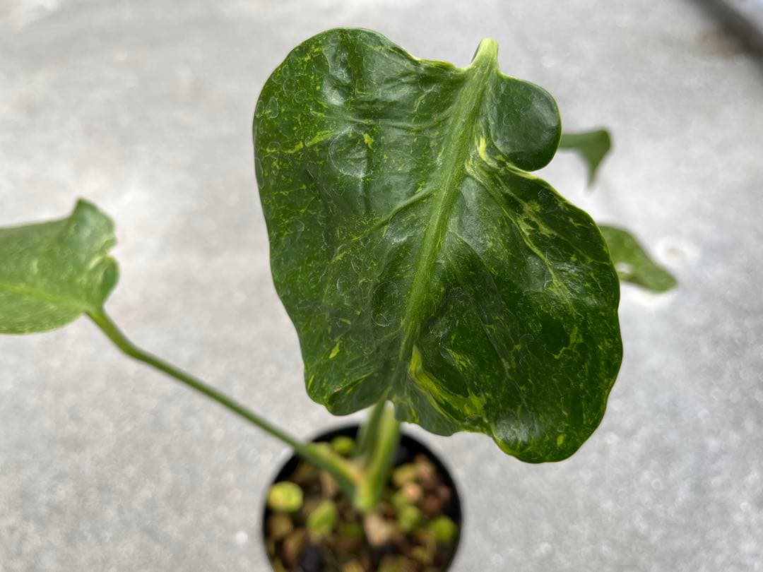 モンステラ デリシオーサ ミューテーション 奇形 検索 サンダーボルト