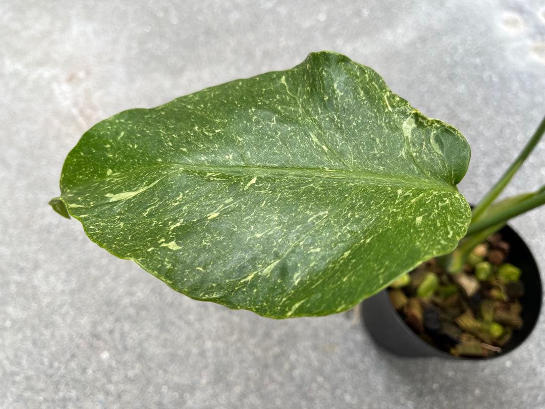 モンステラ デリシオーサ ミューテーション 奇形 検索 サンダーボルト