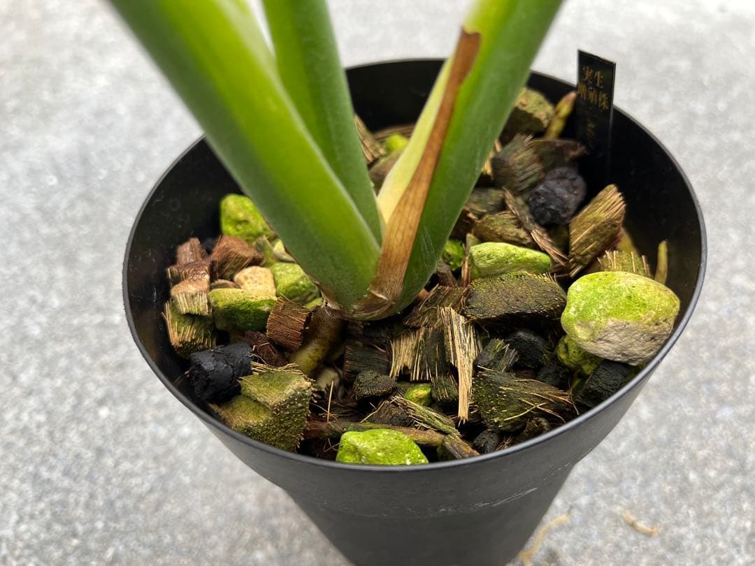 モンステラ デリシオーサ ミューテーション 奇形 検索 サンダーボルト