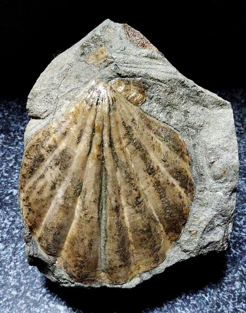 はにわ★ようばけ化石★古秩父湾【1550万年前のホタテ0.8kg】