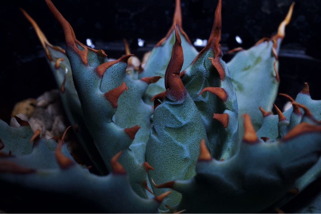 極レアハイブリッドアガベ「特青肌甲蟹×妖炎」Agave