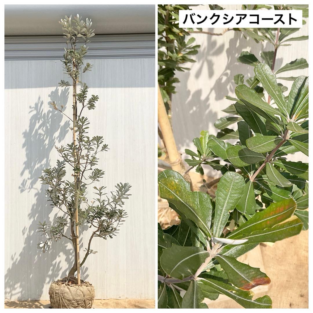 バンクシアコースト　/175