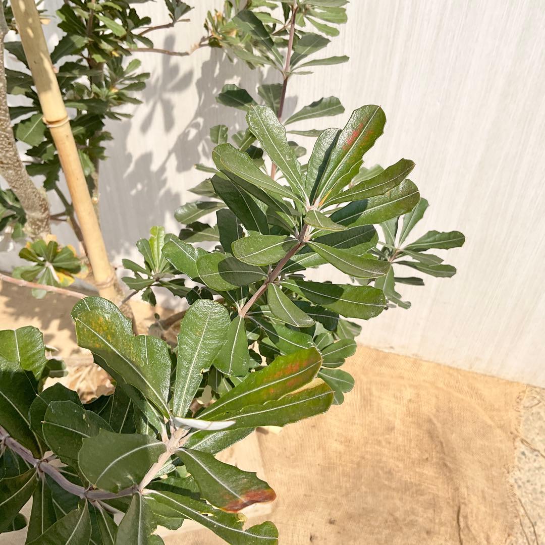 バンクシアコースト　/175