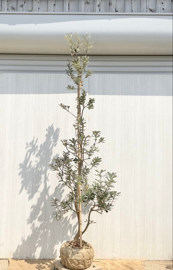 バンクシアコースト　/175