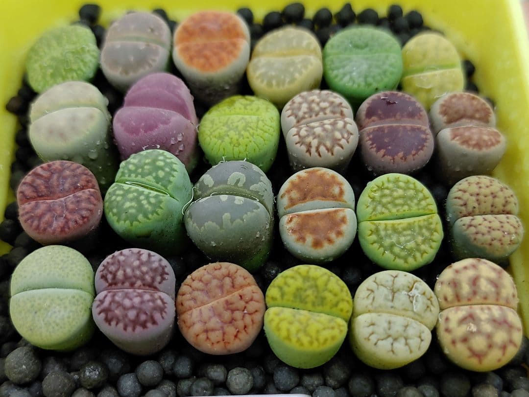 とおる様確認用　多肉植物リトープス　大玉ブルゲリ、24品種入り　S94-99