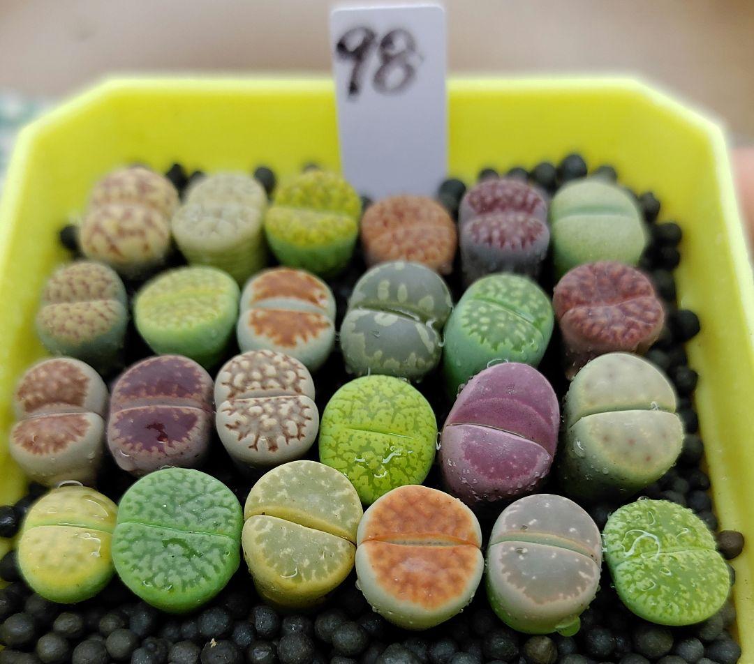 とおる様確認用　多肉植物リトープス　大玉ブルゲリ、24品種入り　S94-99