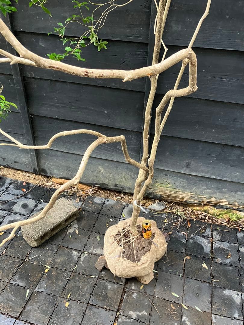 7 山採り　アセビ