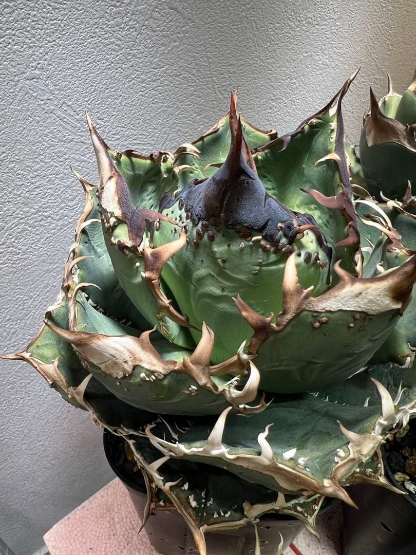 アガベ　チタノタ　クリスマス特価　 最終値下げ　　希少　MS-WV子株