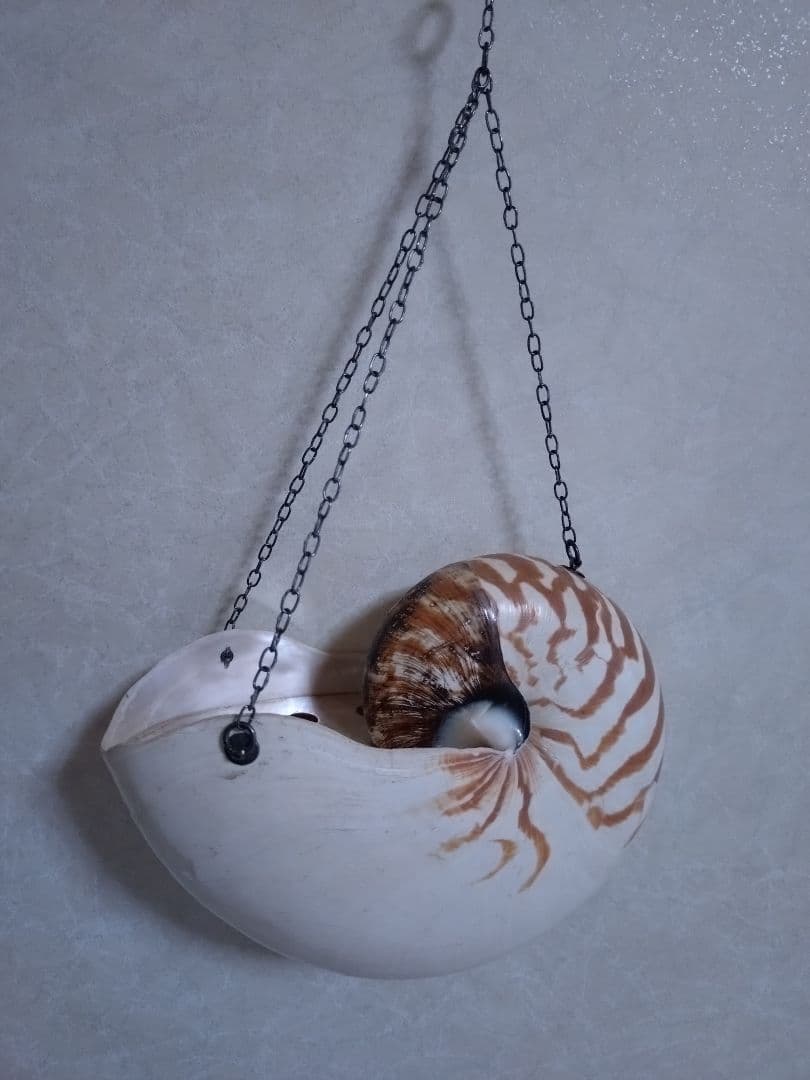 6 オウム貝　ナウティルス貝 花器 吊り下げ式　生け花　花展　茶道　茶席