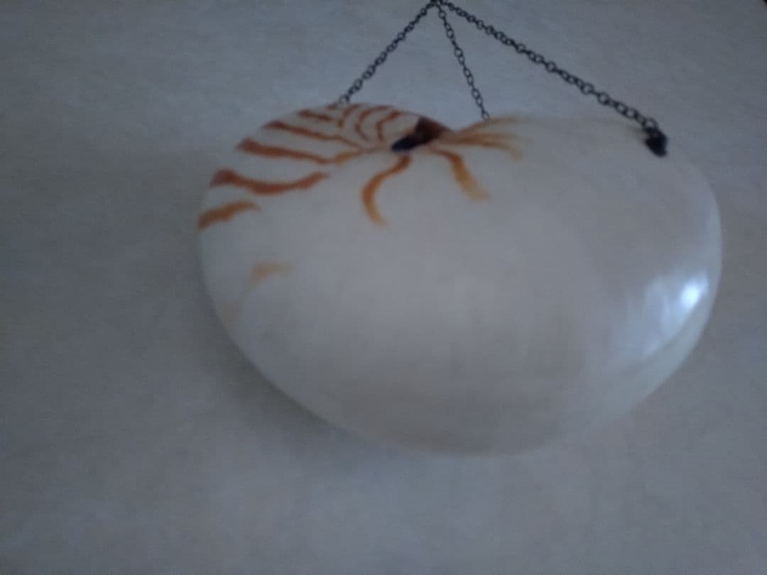 6 オウム貝　ナウティルス貝 花器 吊り下げ式　生け花　花展　茶道　茶席