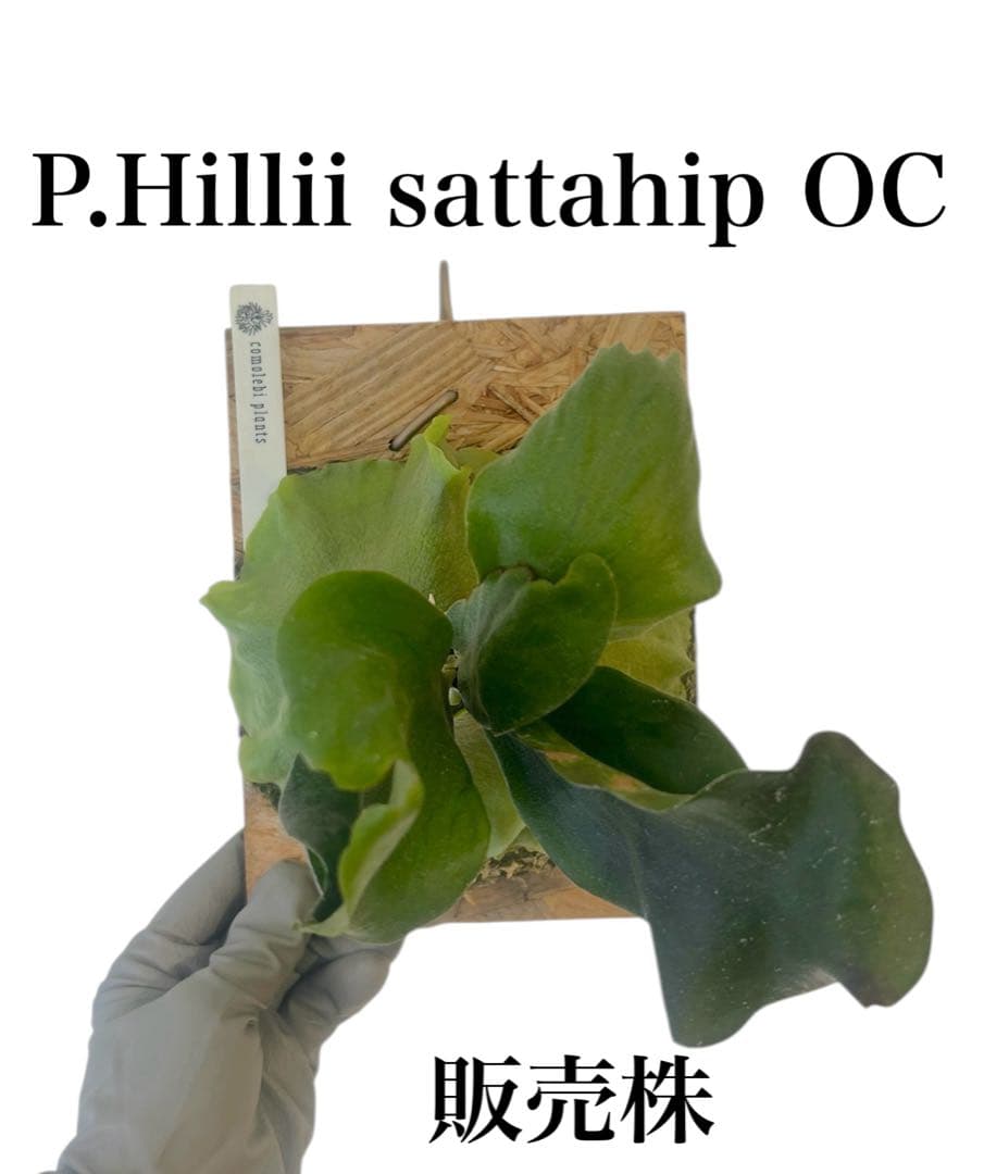 コウモリラン　ビカクシダ　ヒリー　P.Hillii sattahip OC