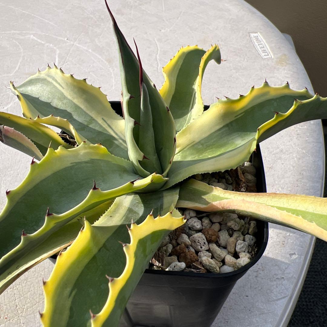 アガベ　オバティフォリア　オルカ