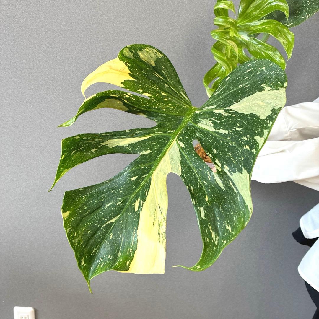 超超超絶希少❗️サイズ大❗️モンステラ　デリシオーサ　メデューサ✨
